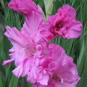 

Гладиолус Горная лаванда