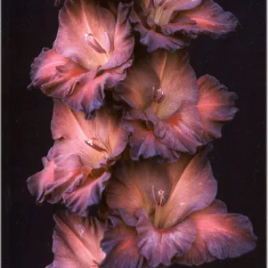 

Гладиолус Коричневый халцедон