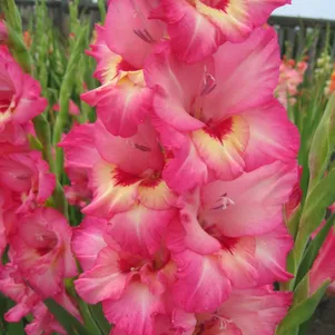 

Гладиолус Краски Сарагаша