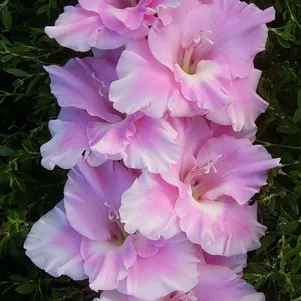 

Гладиолус Питерская принцесса