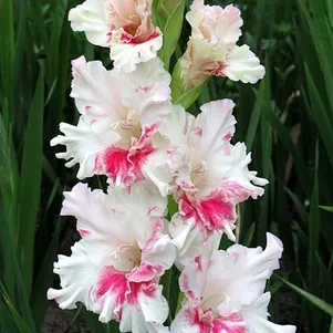 

Гладиолус Рябина На Снегу