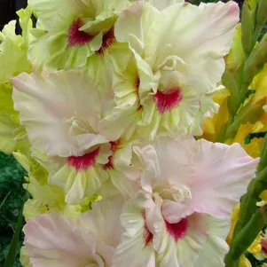 

Гладиолус Рубин в изумруде