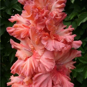 

Гладиолус Танец Журавлей