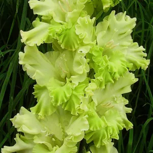 

Гладиолус Травушка Муравушка