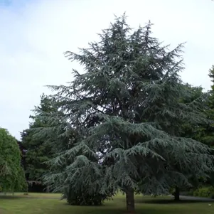 

Кедр атласский Глаука