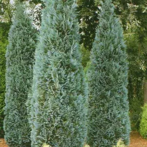 

Кипарисовик Лавсона Эллвудз