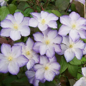 

Клематис Лаки Чарм крупноцветковый (3)