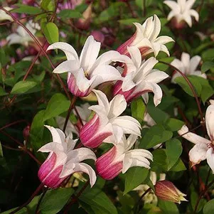 

Клематис Принцесса Кейт мелкоцветковый (3)