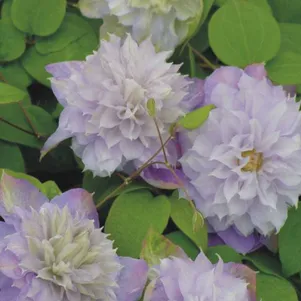 

Клематис Вероника Чойс (Выбор Вероники) махровый (2)