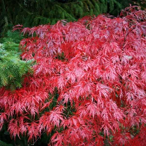 

Клен Гарнет веерный