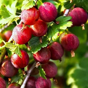 

Крыжовник Балет