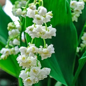 

Ландыш майский Профиликанс махровый