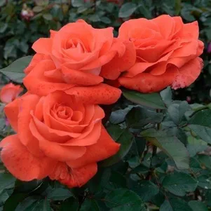 

Роза Лаура чайно-гибридная, Top Roses