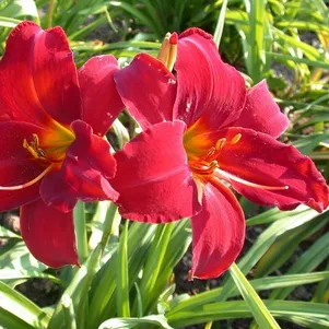 

Лилейник Балтимор Ореол