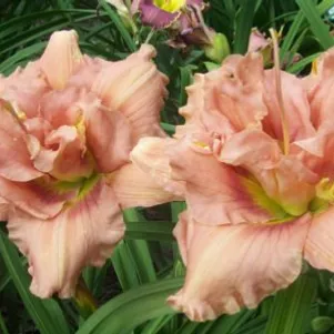 

Лилейник Язу Джим Терри