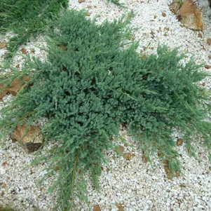 

Можжевельник горизонтальный Глациер