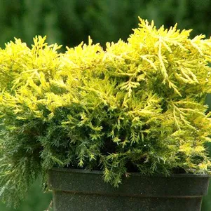 

Можжевельник средний Кинг оф Сприн