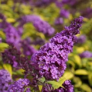 

Буддлея Давида Муншайн