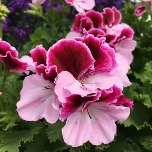 

Пеларгония королевская Элеганс Пурпур Маджести