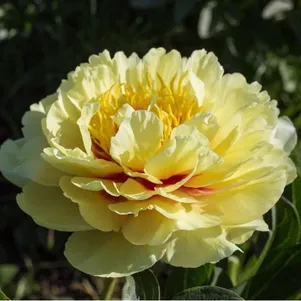 

Пион Гаден Треже (ИТО)