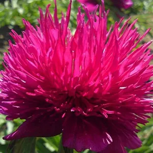 

Пион Ред Спайдер