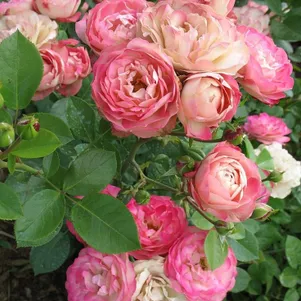 

Роза Акрополис, Мейян (лиц)