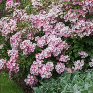 

Роза Балерина, Гийо (лиц)