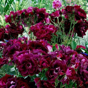 

Роза Бургунди Айс, Фрайер (лиц)