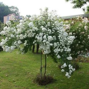 

Роза Гиранде Амур на штамбе 110см