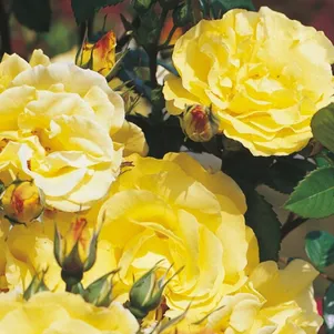 

Роза Лихткенигин Люция кустарниковая, Кордес (лиц)