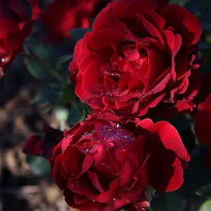 

Роза Омаж а Барбара, Дельбар (лиц)