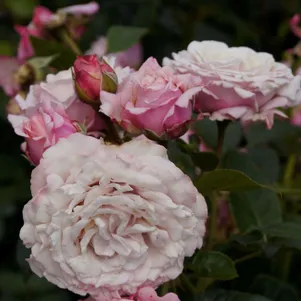 

Роза Розенфасцинацион флорибунда, Кордес (лиц)