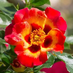 

Роза Саншайн Бэбилон Айз, Интерплант (лиц)