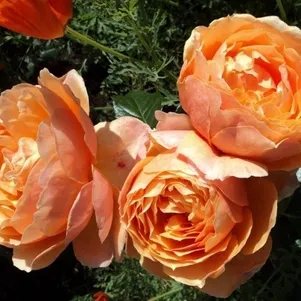 

Роза Ст.Ричард Чичестер/Шерлок Холмс, Харкнесс (лиц)