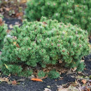 

Сосна горная Хампи