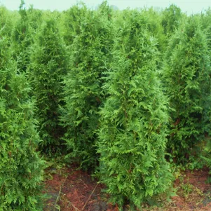 

Туя Эксцелса складчатая