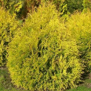 

Туя западная Рейнголд