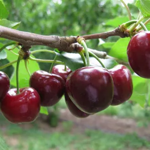 

Вишня Морозовка