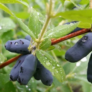 

Жимолость Длинноплодная ранняя крупноплодная зимостойкая