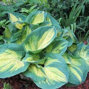 

Хоста Дрим Вивер (ML)