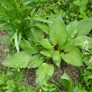 

Хоста Ферст Блаш (M)