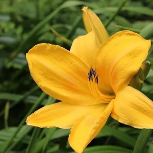 

Лилейник Чикаго Санрайз