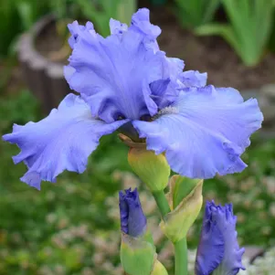 

Ирис бородатый Каррибеан Дрим