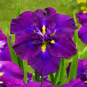 

Ирис мечевидный Диннер Плейт Блюберри Пай