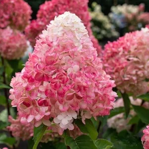 

Гортензия Пинк энд Роуз (Розовый и Роза) метельчатая