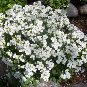 

Арабис кавказский Литл Треже Вайт