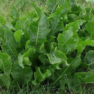 

Хрен обыкновенный