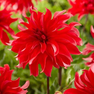 

Георгина Ред Лабиринт (МАКСИ) декоративная