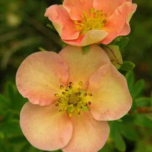 

Лапчатка Дейдаун кустарниковая