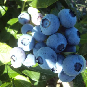 

Голубика Эллиот